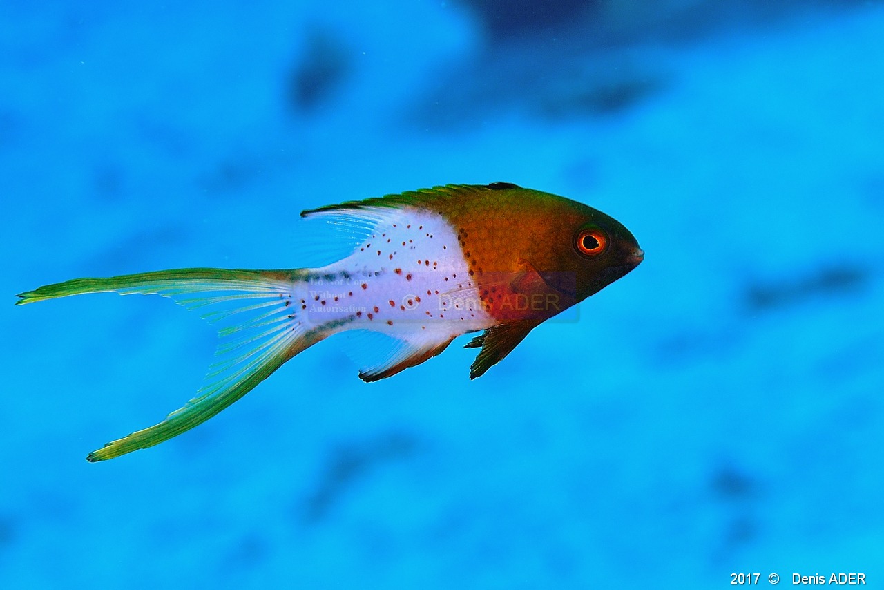 Bodianus anthioides Vielle a queue de lyre juv-Safaga Gamul kebir-16m-20171120-Denis-ADER-DSC_2989_tn.jpg